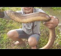 Mancing Belut D Sawah Terbesar